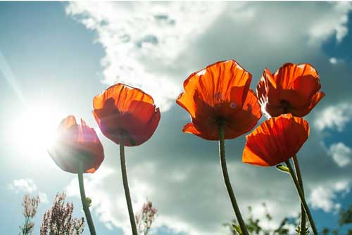 L'Approche Naturopathique - Ateliers bien-être entreprise - photo 01