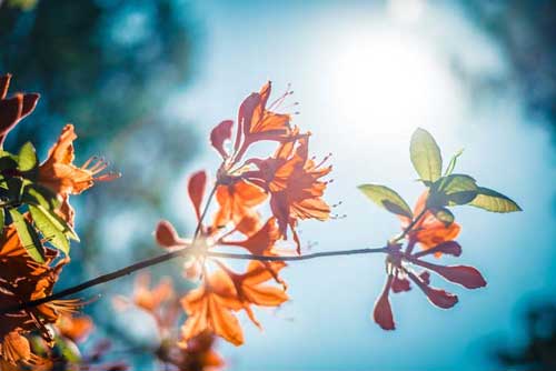 5 Solutions naturelles pour soulager les allergies printanières - Ateliers bien-être entreprise - photo 01
