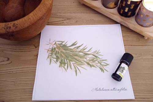 Huile essentielle de Tea tree - Ateliers bien-être entreprise - photo 01