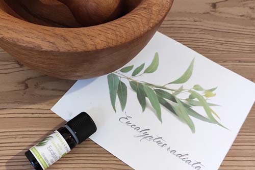 Huile essentielle d'Eucalyptus radié - Ateliers bien-être entreprise - photo 01