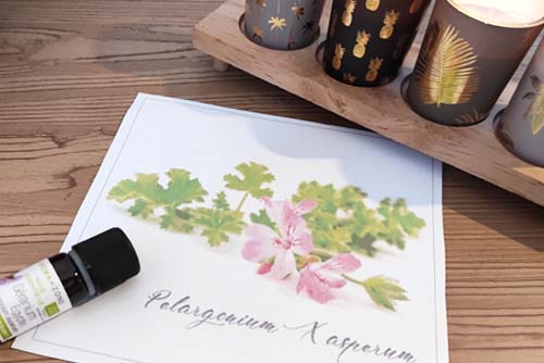 Huile essentielle de Géranium rosat- Ateliers bien-être entreprise - photo 03