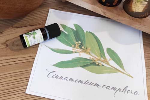 Huile essentielle de Ravintsara - Ateliers bien-être entreprise - photo 01