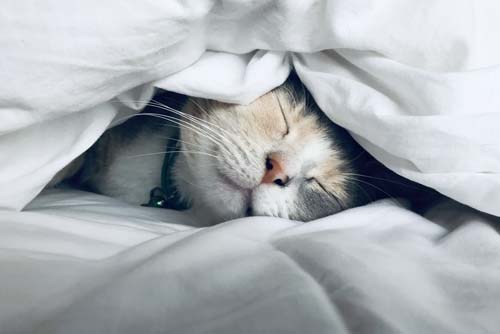 Article : les 5 solutions naturelles contre les ronflements - Ateliers bien-être entreprise - photo 01