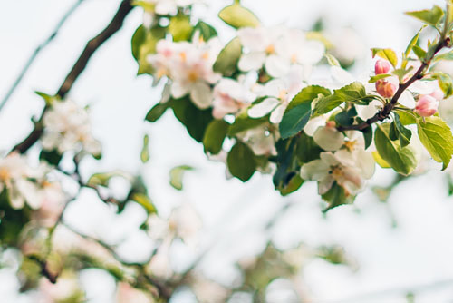 Ateliers Naturels à distance - Ateliers bien-être entreprise - photo 01